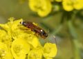 Ichneumon sarcitorius